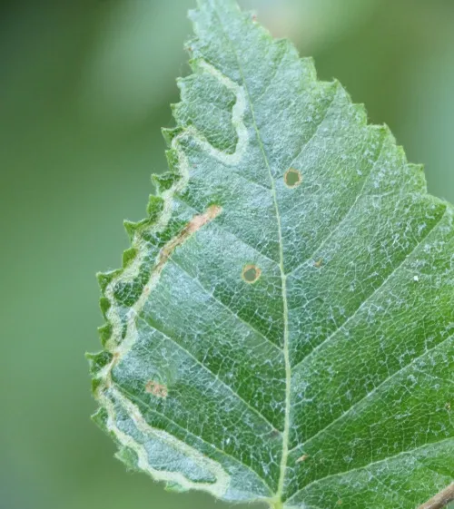 Agromyza alnibetulae - photo 8