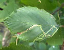 Agromyza alnivora-maybe