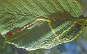 Agromyza alnivora-maybe - photo 2