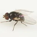 Agromyza ambrosivora - photo 2