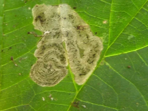 Agromyza anthracina - photo 4