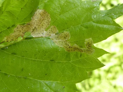 Agromyza anthracina