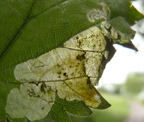 Agromyza anthracina - photo 2