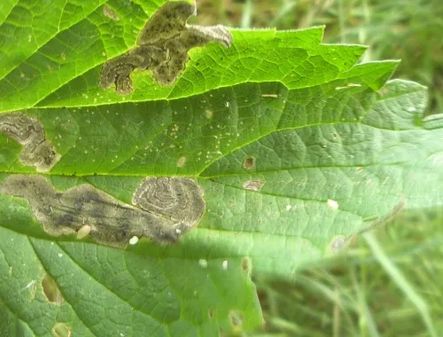 Agromyza anthracina - photo 3