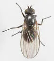 Agromyza aprilina