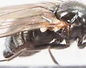 Agromyza aprilina - photo 3