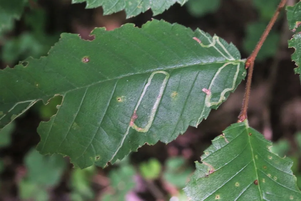 Elm Agromyzid Leafminer - Agromyza aristata