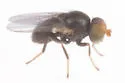 Agromyza celtitexana - photo 3