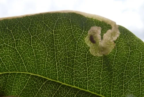 Agromyza demeijerei