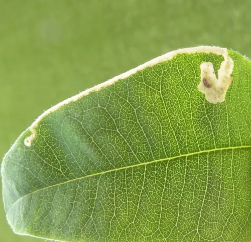 Agromyza demeijerei - photo 2
