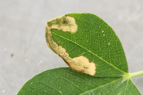 Agromyza demeijerei - photo 3