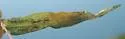 Agromyza dichanthelii - photo 2