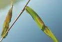 Agromyza dichanthelii - photo 3