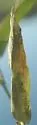 Agromyza dichanthelii - photo 5