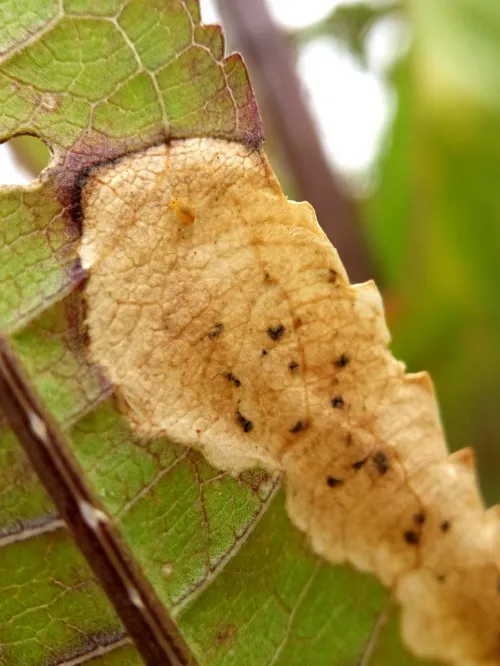 Agromyza dipsaci - photo 2