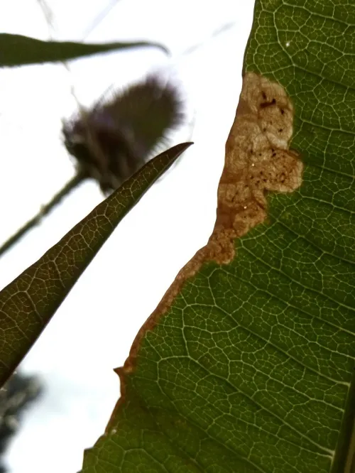 Agromyza dipsaci - photo 3