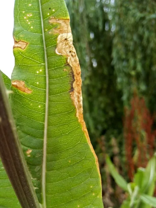Agromyza dipsaci - photo 4