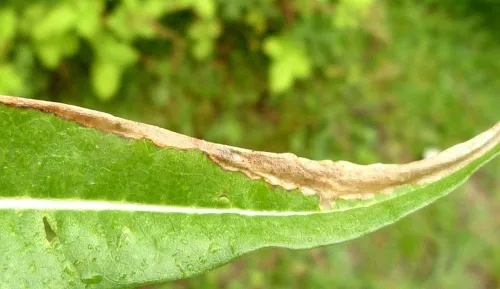 Agromyza dipsaci - photo 5