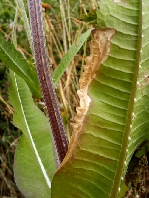Agromyza dipsaci - photo 6