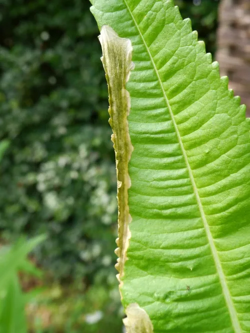 Agromyza dipsaci - photo 7