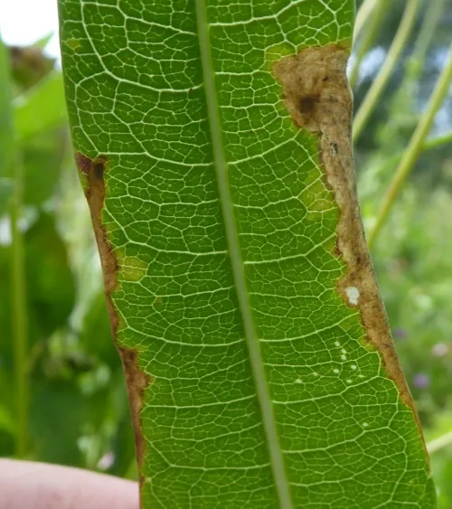 Agromyza dipsaci - photo 8