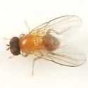 Agromyza diversa - photo 2