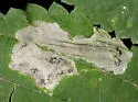 Agromyza diversa - photo 3