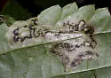 Agromyza diversa - photo 4