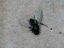Agromyza echinalis - photo 4