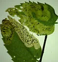 Agromyza fission - Agromyza fission