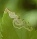 Agromyza fission - photo 2