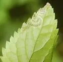 Agromyza fission - photo 3
