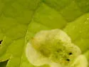 Agromyza fission - photo 4