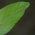 Agromyza fission - photo 5