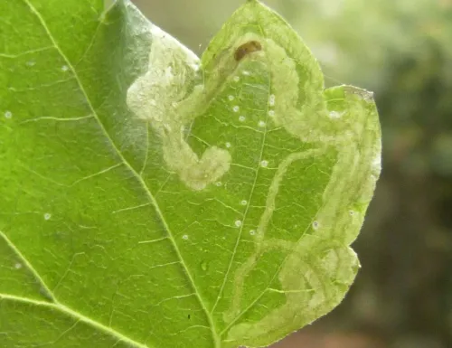 Agromyza flaviceps - photo 2