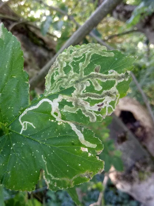 Agromyza flaviceps - photo 3