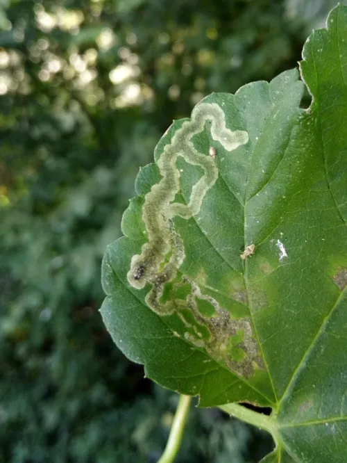 Agromyza flaviceps - photo 4
