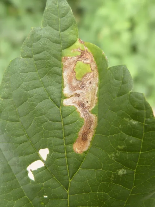 Agromyza flaviceps - photo 5