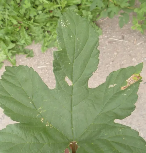 Agromyza flaviceps - photo 6