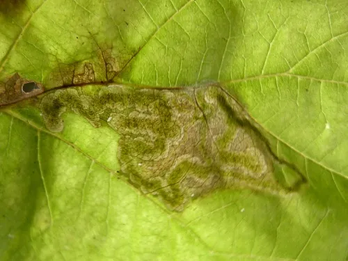 Agromyza flaviceps - photo 7
