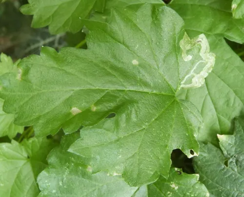 Agromyza flaviceps - photo 8