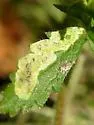Agromyza idaeiana