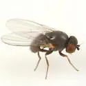 Agromyza idaeiana - photo 2