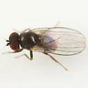 Agromyza idaeiana - photo 3