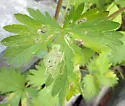 Agromyza idaeiana - photo 4