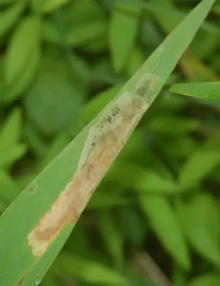 Agromyza indistincta - photo 2