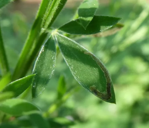 Agromyza johannae - Agromyza johannae