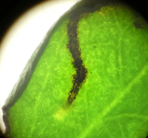 Agromyza johannae - photo 2