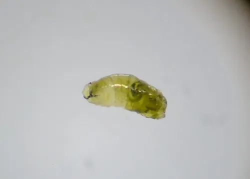 Agromyza johannae - photo 3
