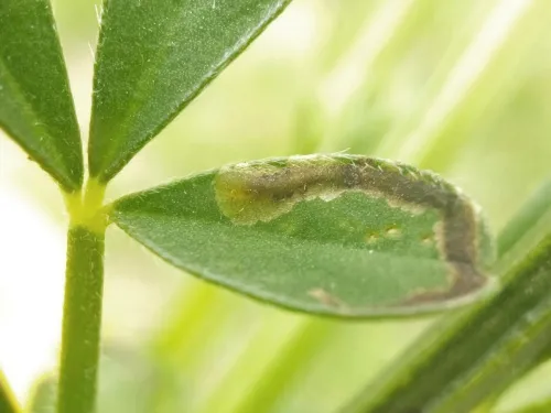 Agromyza johannae - photo 4